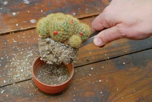Vyberanie kaktusu z kvetináča