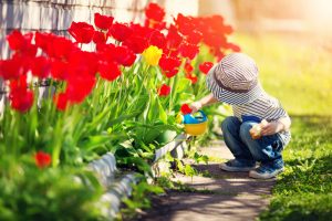 Dieťa v záhrade polieva rozkvitnuté červené tulipány