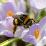 Čmeliak na krókuse