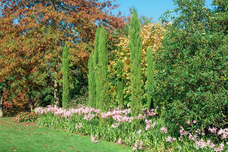 Rád by som mal toskánske cyprusy. Dá sa to aj v našich podmienkach?