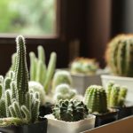 Kaktusy na parapete okna