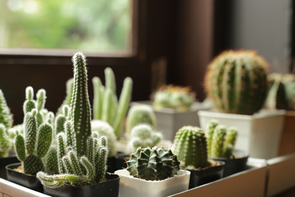 Kaktusy na parapete okna