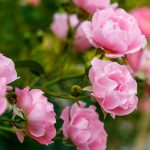 Kvitnúce ružové ruže