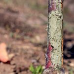 Ohryzený kmeň mladého stromčeka