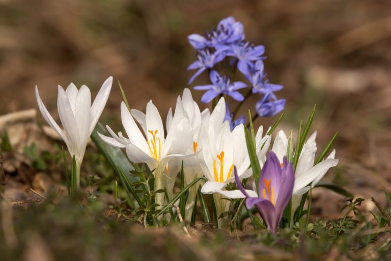 7 najkrajších marcových rastlín. Krášlia aj váš záhon?