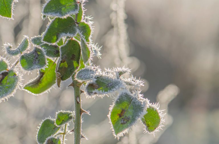 Ako ochrániť stromy a kry pred neskorým mrazom?