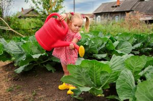 Dievčatko polieva veľkou ružovou krhlou úrodu v záhrade