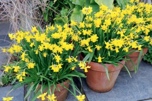 Narcissus Tete a Tete