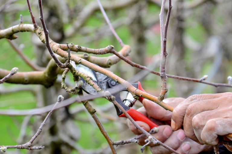 Videonávod od mladého ovocinára: Výchovný rez jablone