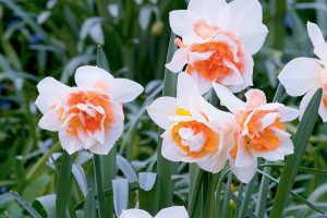 Narcissus Flower Drift