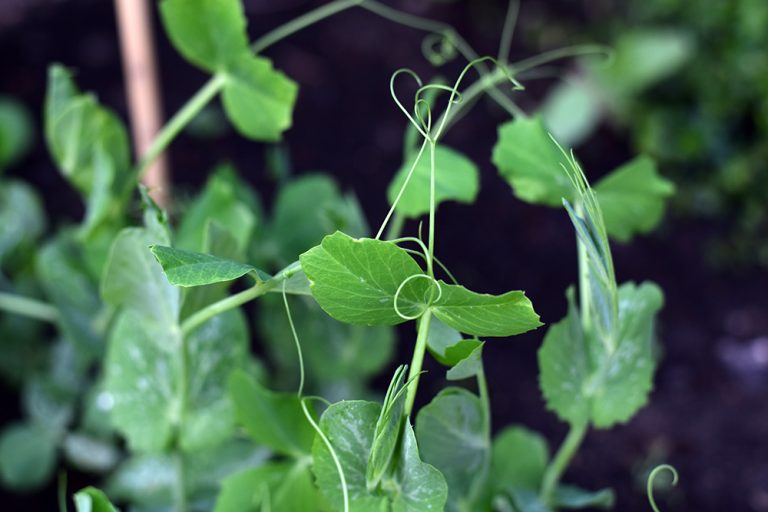 Táto rastlina za vás vezme domáce vyučovanie