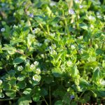 Hviezdica prostredná