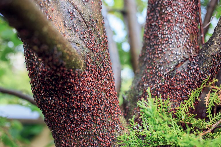 Ploštička lipová - nový obyvateľ lipy malolistej. Je to škodca alebo neškodný hmyz?