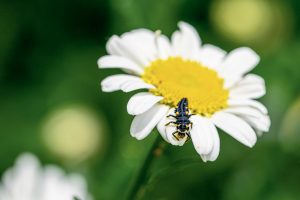 Larva lienky na kvete