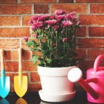 Chryzantéma v črepníku, záhradné lopatky