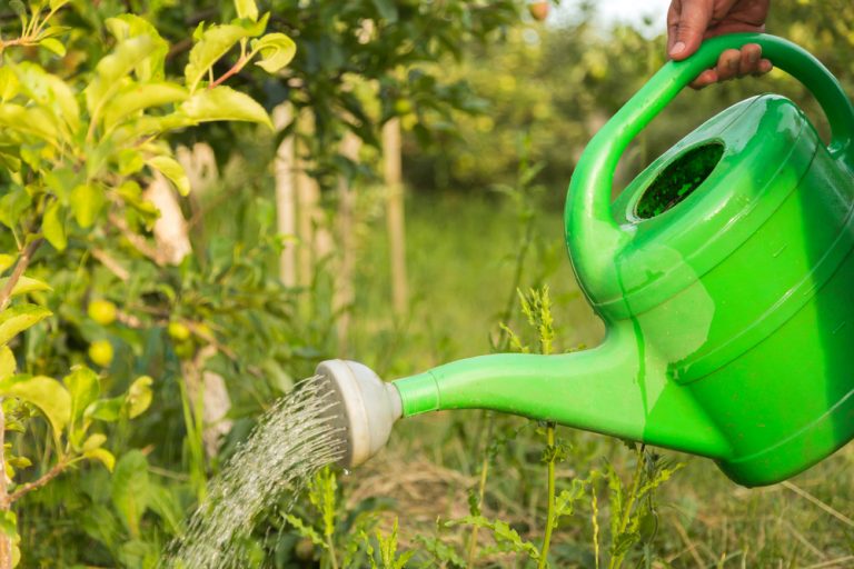 Ekologická záhrada: Tieto rastliny sú vhodné na výrobu domáceho hnojiva