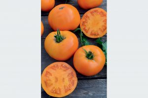 Oranžové paradajky, odroda Orange Wellington F1