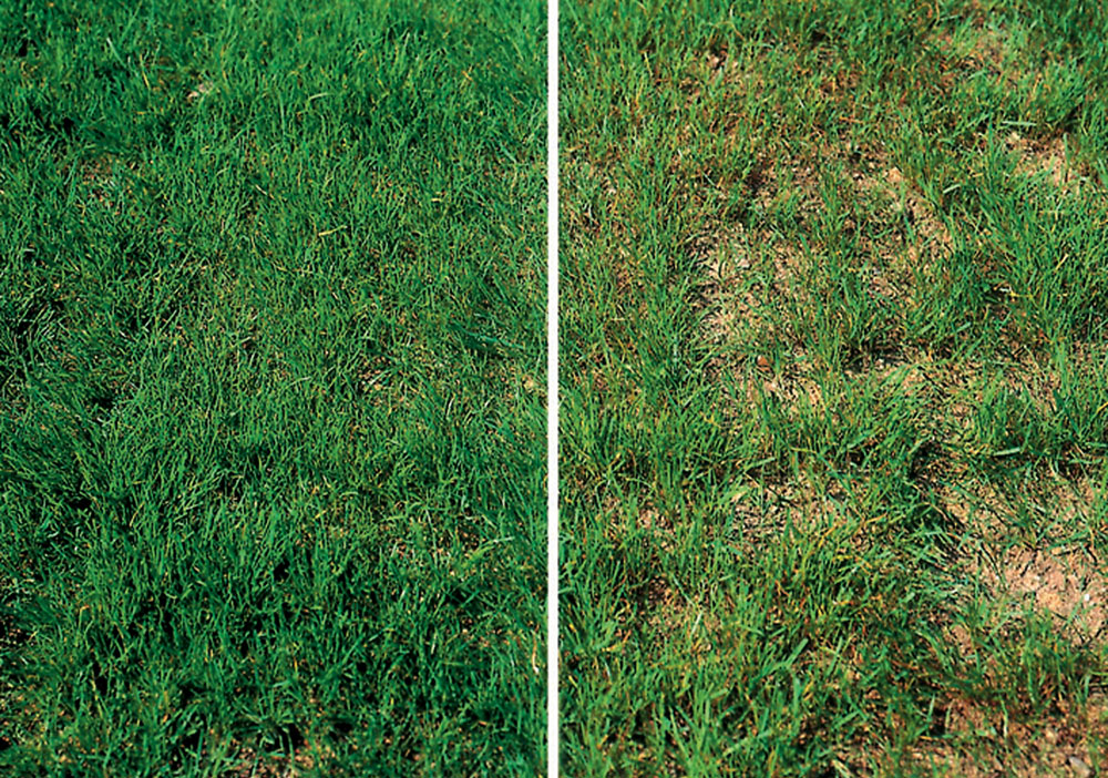 GA_05_15_GesunderRasen_hole-miesta_