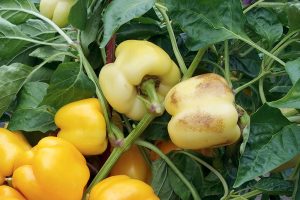 Plody papriky poškodené strapkou