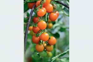 Oranžové cherry rajčiny, odroda Sungold F1