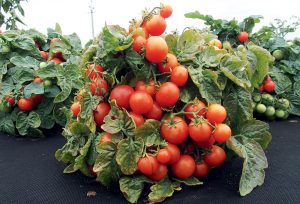 Balkónové paradajky, odroda Vilma