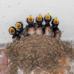 Hniezdo lastovičky s mláďatami