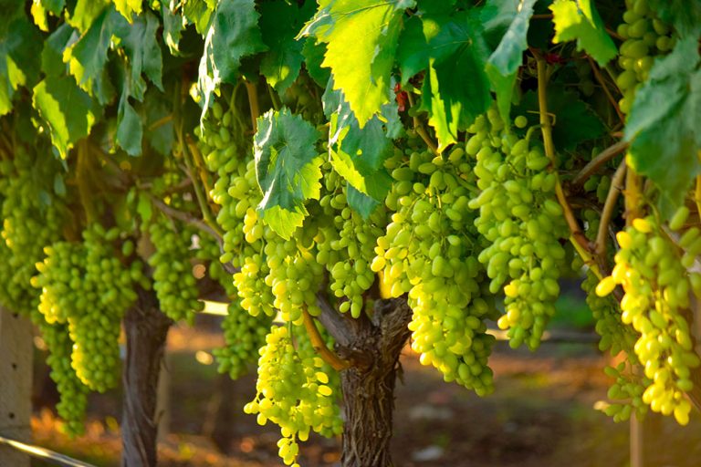 Hrozno kvalitne a bez chémie