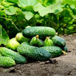 Uhorky vysievame práve teraz. Ktoré odrody vybrať?