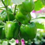 6 tipov, ako mať dobrú úrodu paprík