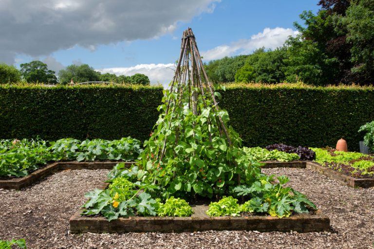 Prečo nekvitla popínavá fazuľa a ako tomu predísť?