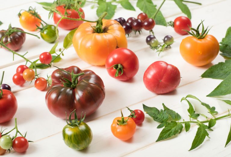 Ako si vybrať z veľkej ponuky odrôd paradajok tú najvhodnejšiu?
