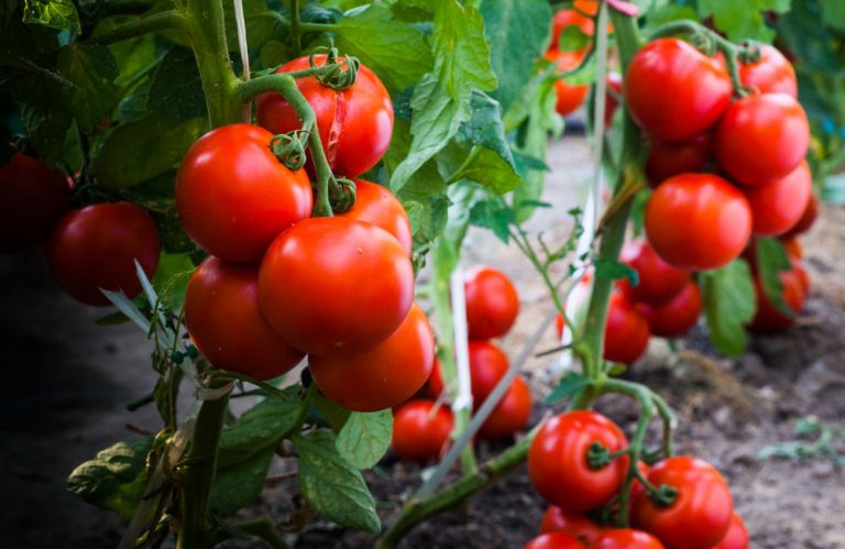 Tieto kroky vám pomôžu dopestovať krásne a zdravé paradajky