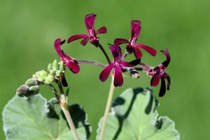 Muškát Pelargonium sidoides