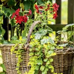 Nechajte tieň rozkvitnúť! Tieto kvety ozdobia aj tmavšie miesta