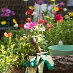 6 tipov na júnové práce v kvetinovej záhrade