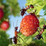 Mravce na lesnej jahode