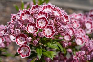 Kalmia