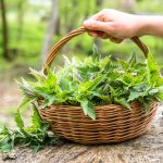 Žihľava v košíku