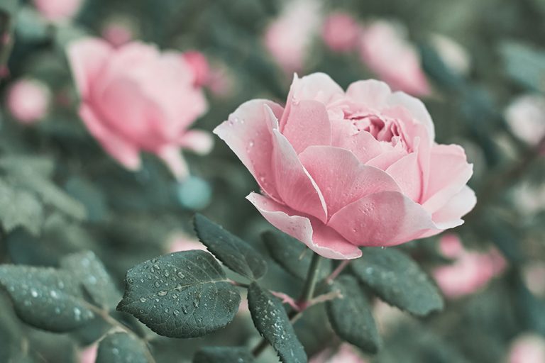 Pestovanie ruží je vášeň. Ako si vybrať z množstva odrôd?