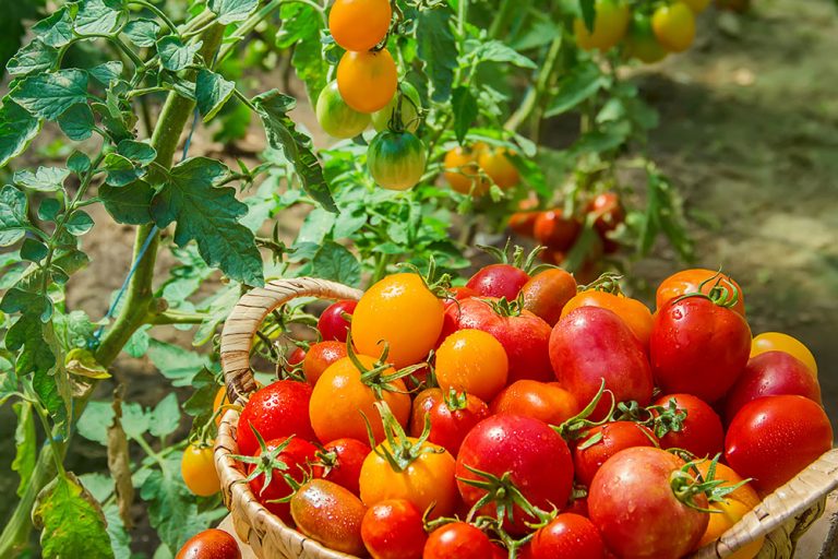 Červené a žlté paradajky v košíku v záhrade