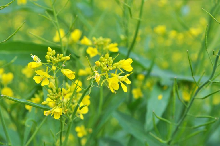 Martin Čurda radí: Ako na zelené hnojenie