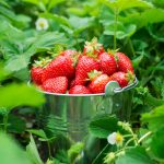 Budúca úroda jahôd sa rodí už teraz. Postarajte sa o jahodovisko po zbere správne