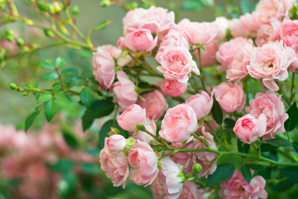 Ako udržať ruže zdravé? 7 najčastejších problémov pri ich pestovaní