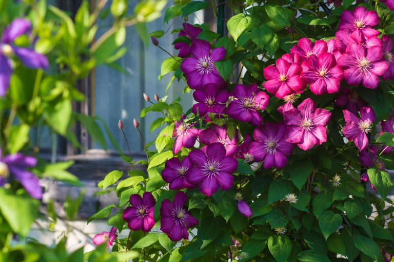 Páči sa vám plamienok (Clematis)? Poradíme, ako a kde ho pestovať, aby krásne zakvitol