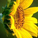 Ako pestovať slnečnice?