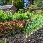 Júl v úžitkovej záhrade: Tieto práce nevynechajte