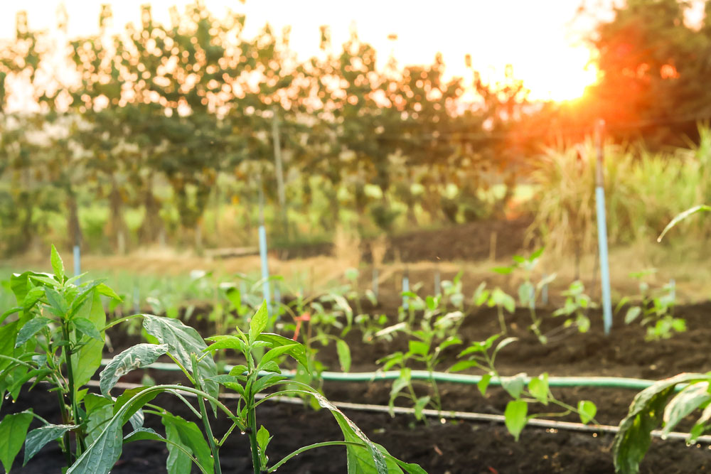 shutterstock_543582865