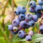 Martin Čurda radí: Ako rezať čučoriedky?