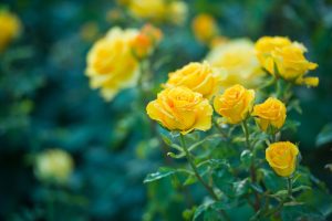 Žlté ruže