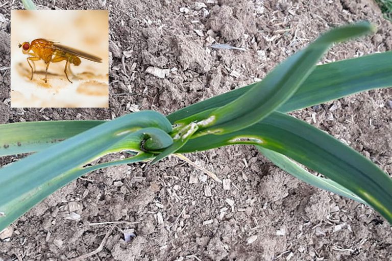 Čo napadlo cesnak a ako mu pomôcť prípadne tomu predísť?